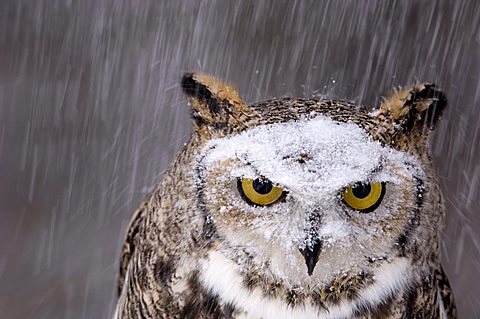 A captive great horned owl at a recovery center, Gibbon, Nebraska, United States of America