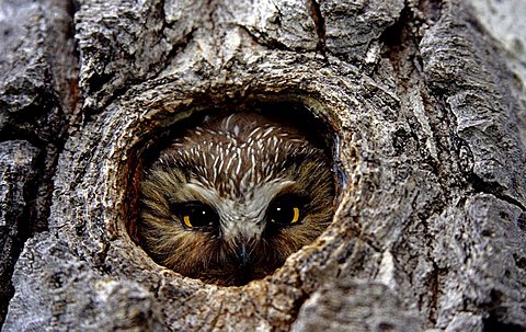 Boreal owl in nest, Yukon, Canada