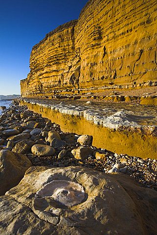 A mineralised ammonite fossil at the base of Burton Bradstock cliffs, Jurassic Coast, UNESCO World Heritage Site, Dorset England, United Kingdom, Europe
