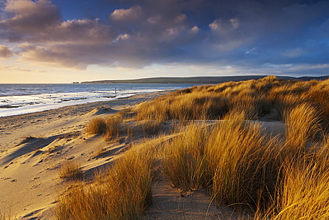 Windswept sand dunes on the beach at Studland Bay, with views towards Old Harry Rocks, Jurassic Coast, UNESCO World Heritage Site, Dorset, England, United Kingdom, Europe