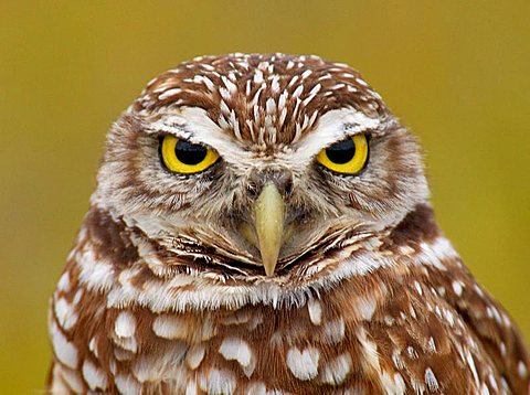 Burrowing Owl (Speotyto cunicularia), Florida, USA