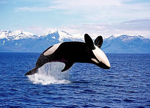 KILLER WHALE orcinus orca, ADULT LEAPING, CANADA