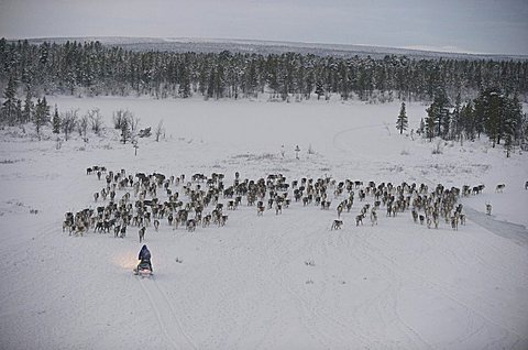 sami reindeers herdsman  hrearn reindeers in the artic circle