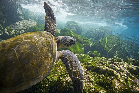 Adult green sea turtle (Chelonia mydas agassizii) underwater off the west side of Isabela Island in the waters surrounding the Galapagos Island Archipeligo, Ecuador. Pacific Ocean.