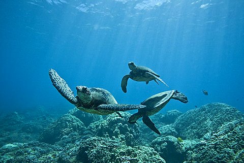 Green sea turtle (Chelonia mydas) at cleaning station at Olowalu Reef on the west side of the island of Maui, Hawaii, USA. The range of this species extends throughout tropical and subtropical seas around the world, with two distinct populations in the Atl