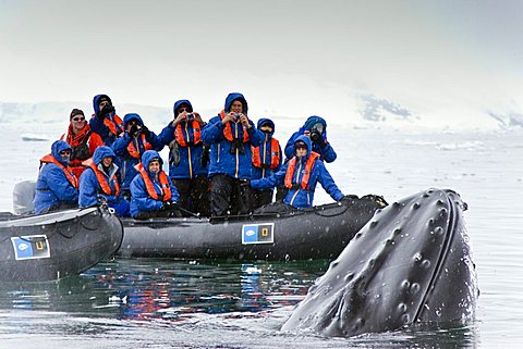 Humpback whale (Megaptera novaeangliae) spy-hopping near Zodiac near the Antarctic Peninsula, Antarctica, Southern Ocean. MORE INFO Humpbacks feed only in summer, in polar waters, and migrate to tropical or sub-tropical waters to breed and give birth in t