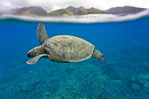 Green sea turtle (Chelonia mydas) off Olowalu Reef on the west side of the island of Maui, Hawaii, USA.
