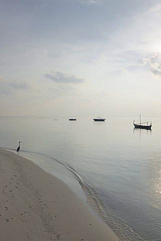 Beach, Maldives, Indian Ocean, Asia