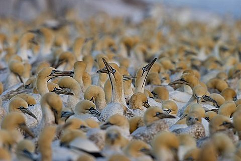 Cape gannet, Morus capensis, Lambert's Bay, Bird Island, South Africa, Africa