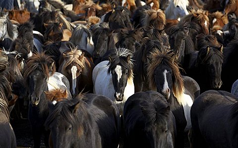 Horse round-up or gathering, Icelandic Pure Breed horses, Iceland, Polar Regions