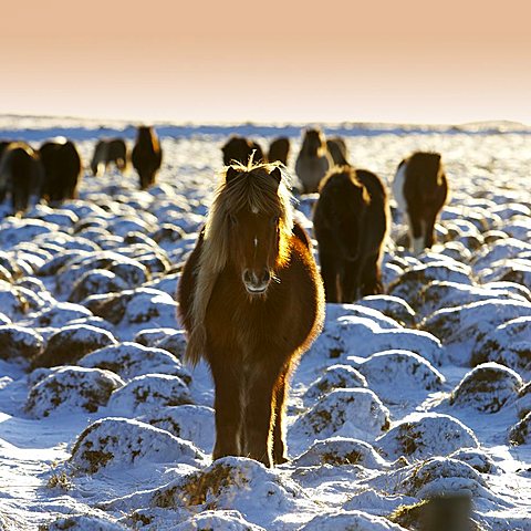 Icelandic Pure Breed Horse, winter coat, Iceland, Polar Regions