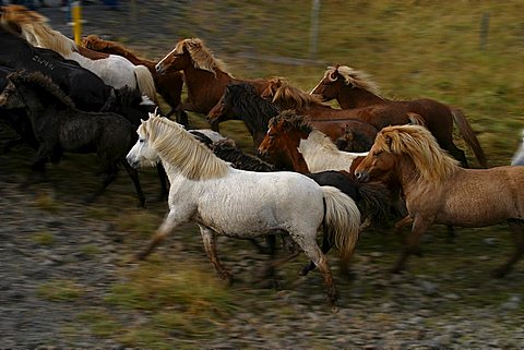 Icelandic Pure Breed horses running, Iceland, Polar Regions