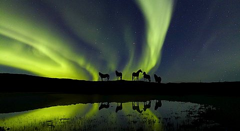 Aurora Borealis (Northern Lights) with Icelandic Pure Breed horses, Iceland, Polar Regions