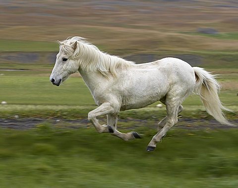 White Icelandic Pure Breed horse running, Iceland, Polar Regions