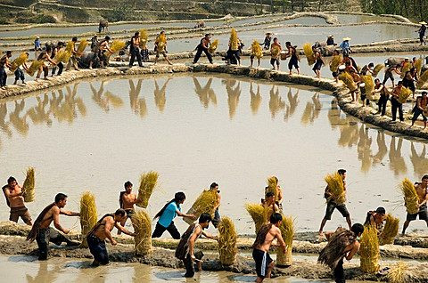 Hani Akha men threshing rice in Yuanyang China