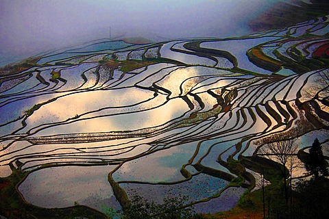 China, Yunnan, Yuanyang, Shengcun, rice terraces,