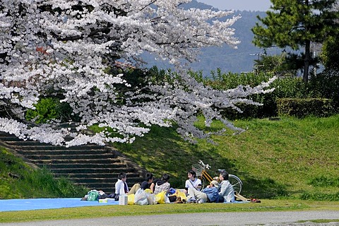 Group of Japanese students on a blue plastic blanket celebrating the Cherry Blossom Festival under a blossoming cherry tree on Kamo River, Kyoto, Japan, Asia