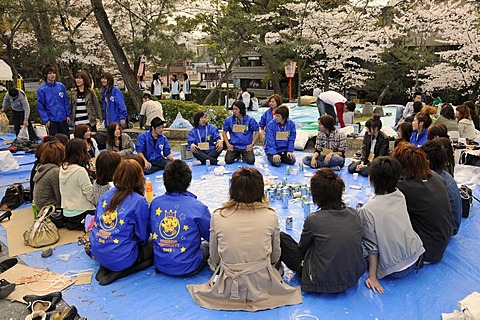 Group of students celebrating the Cherry Blossom Festival by playing party games under a blossoming cherry tree in Maruyama Park, Kyoto, Japan, Asia
