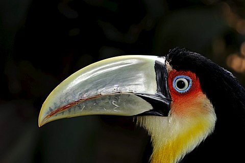 Red,breasted toucan (ramphastos dicolorus) close,up showing head and beak, captive, brazil.