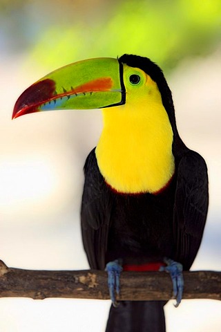 Keel-billed Toucan, Roatan, Honduras / (Ramphastos sulfuratus)