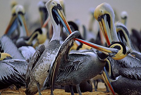 Chilean pelicans preening, Lobos De Tierra, Peru,