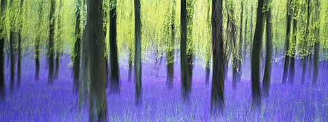 Bluebells and beech woodland in April, Buckinghamshire, England, United Kingdom, Europe