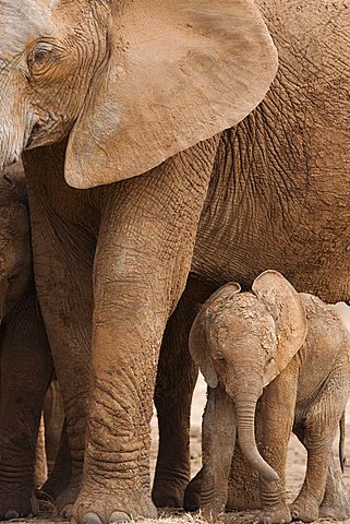 Elephant and baby (Loxodonta africana), Addo Elephant National Park, Eastern Cape, South Africa, Africa