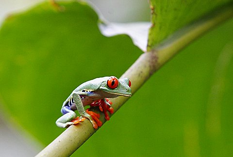 Red eyed tree frog (Agalychnis callidryas), Costa Rica, Central America