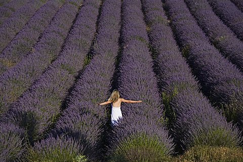 Woman in a lavender field, Provence, France, Europe