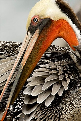 A brown pelican preening, San Diego, California, United States of America