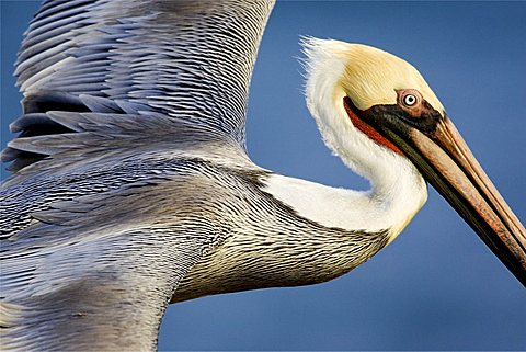 Close up of a flying brown pelican, San Diego, California, United States of America