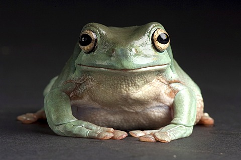 Whites tree frog (Litoria caerulea), Rolling Hills Wildlife Adventure, Salina, Kansas, United States of America