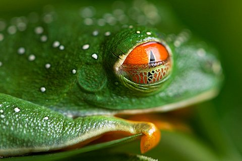 A red-eyed tree frog (Agalychnis callidryas) at the Sunset Zoo, The Sunset Zoo, Manhattan, Kansas, United States of America