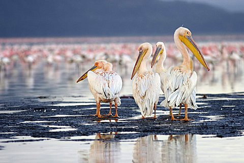 Pelicans (pelicanus onocrotalus), Masai Mara, Kenya, Afrika