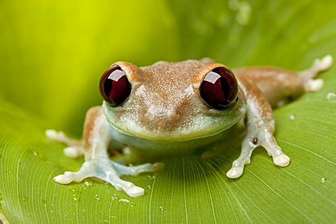 Uluguru Bush Frog (Leptopelis uluguruensis), adult, resting on leaf, Tanzania, Africa