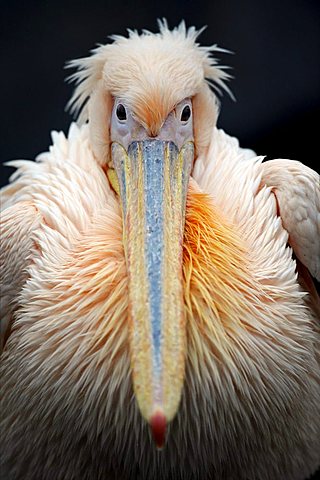 White Pelican (Pelecanus onocrotalus), portrait