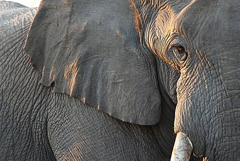 Close up of partial face, African elephant (Loxodonta africana), Etosha National Park, Namibia, Africa
