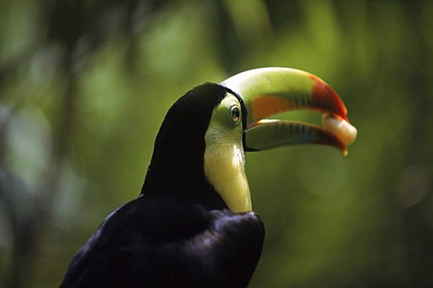 toucan bill colorful eating bird