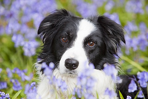 A Border Collie dog in Bluebells, Ambleside, Cumbria, England, United Kingdom, Europe