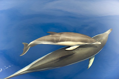 Common dolphin (Delphinus delphis) baby showing foetal folds, alongside adult, Azores, Portugal, Atlantic, Europe
