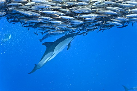 Common dolphin (Delphinus delphis) preying on blue jack mackerel (Trachurus picturatus), Azores, Portugal, Atlantic, Europe