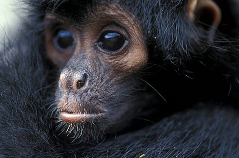 Ecuador. Captive black spider monkey in a village of awacachi corridor. images be used to promote nuclear power or industries or organizations whose aims threaten vulnerable communities, or species. In addition, images be used to advertise manufacture of a