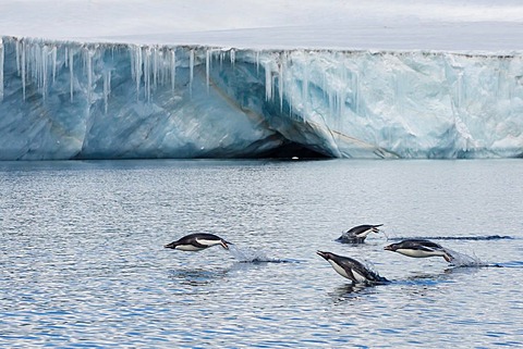 Porpoising adult Adelie penguins, Pygoscelis adeliae, Brown Bluff, Weddell Sea,  Antarctica