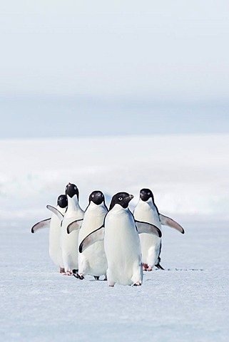 Adult Adelie penguins, Pygoscelis adeliae, walking on first year sea ice in Active Sound, Weddell Sea, Antarctica
