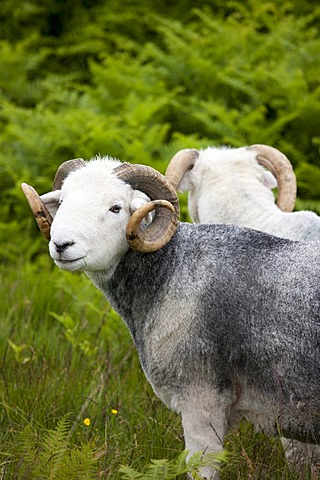 Traditional Herdwick sheep ram in the Lake District National Park, Cumbria, UK