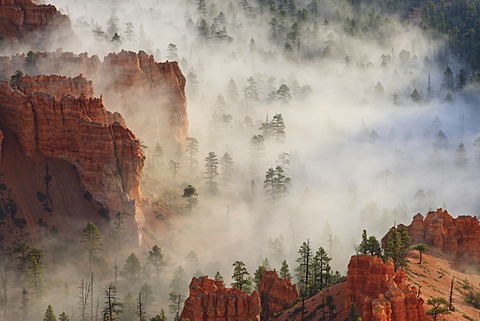 Fog, rocks and trees, Bryce Canyon National Park, Utah, United States of America, North America