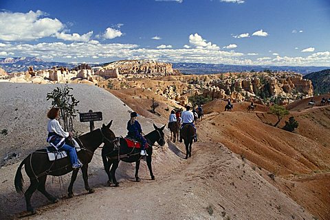 Mule trekking, Bryce Canyon National Park, Utah, United States of America (U.S.A.), North America