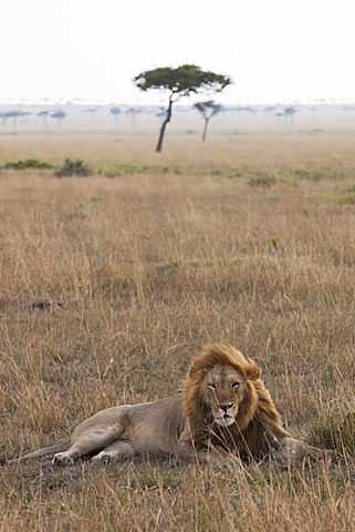 Lion (Panthera leo), Masai Mara National Reserve, Kenya, East Africa, Africa