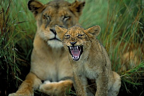 Two to three month old lion cub with lioness (Panthera leo), Kruger National Park, South Africa, Africa