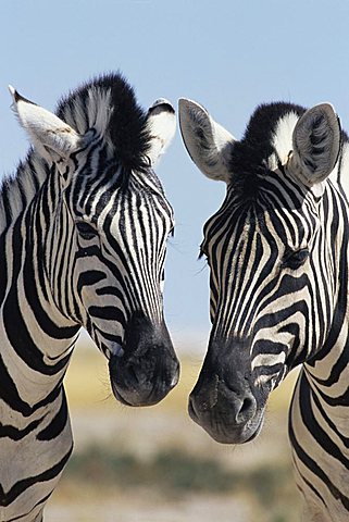 Two Burchell's zebra, Equus burchelli, Etosha National Park, Namibia, Africa